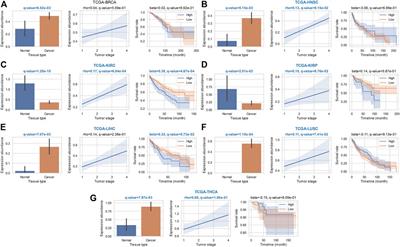 Screening and Comprehensive Analysis of Cancer-Associated tRNA-Derived Fragments